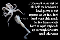 11-head-and-tentacles