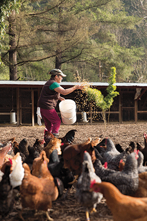 Feeding time at Sabor Mexicano farm, where the chickens have room to roam. 