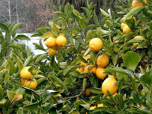 Touch-Up Pruning for Lemon Tree Health