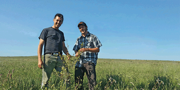 Rancher Guido Frosini (left) and agricultural planner Jeremy Watts stand with a little cork oak, one of 75 that was planted in late 2015 at True Grass Farms to create a dehesa landscape. A renewable resource, the oaks will one day provide corks for local wine. Cork oak trees are pyrophytes, which regenerate quickly after a fire. This makes them a resilient plant choice for California, with its quickly increasing incidence of fires as a result of climate change.