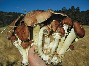Sean Parnell helps himself to a handful of Stropharia before heading to the kitchen. Photo by Sean Parnell