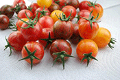 Bumble-Bee-tomatoes-from-Artisan-Seeds