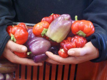 Peppers from Riverdog Farm are a favorite for CSA customers. Photo courtesy of Capay Valley Farm Shop.
