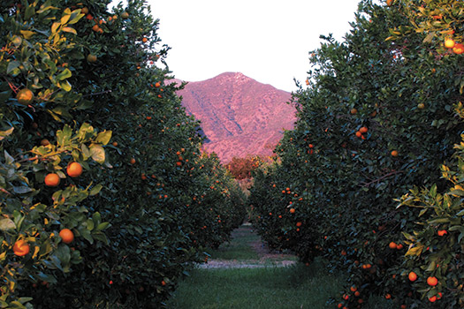 The legendary “pink moment” of an Ojai Valley sunset illuminates Churchill Orchard.