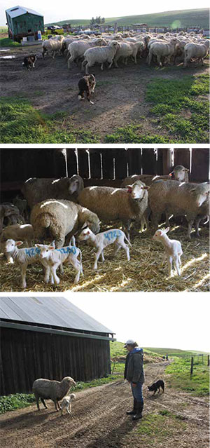 Twice a year, according to some elaborate “family planning,” the population of newborn lambs at McCormack Ranch spikes, with ewes giving birth daily out in the fields. The newborns are tagged with numbers that help in tracking their health and eventual breeding abilities through their years at the ranch. In the lower photo, sheepherder Kelsey Nichols checks out a lamb born minutes earlier. Its mother is still trailing placenta as Kelsey’s dog Del keeps the startled pair from running off around the barn.