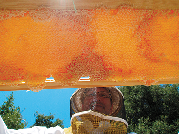  Beekeeper and Bull Valley Roadhouse co-proprietor Earl Flewellen surveys the bees’ handiwork in his Port Costa bee yard.