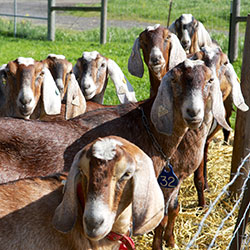 Goats-Cheese-Festival--credit-Jeff-Dickerson-crop
