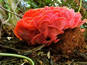 Coral Oyster Mushroom Photo by Holly Bazeley