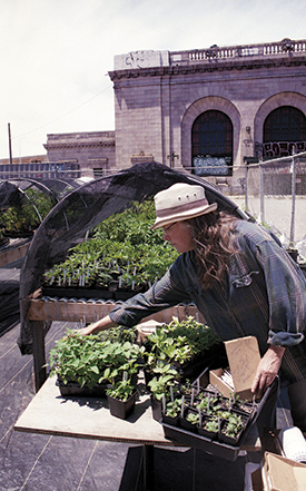 Helen Krayenhoff  gets seedlings ready to take to the farmers’ market.