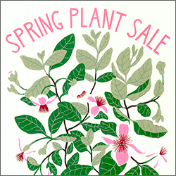 Spring-Plant-Sale-Merritt-crop
