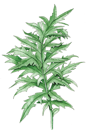 artichoke-leaf
