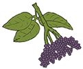 elderberries