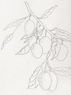 plum-branch