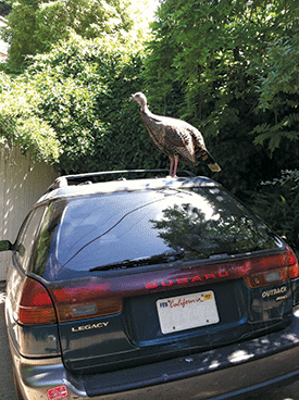 A member of the North Berkeley gang of wild turkeys.