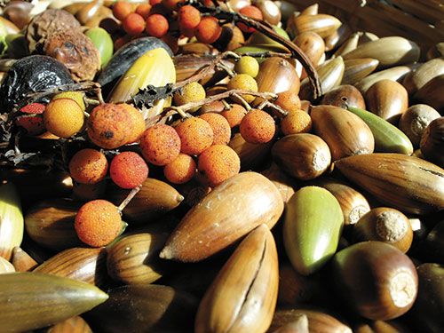 Bay nuts, acorns, and manzanita berries gathered in Oakland. Photo: Cheryl Koehler