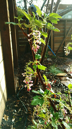 pink flowering currant