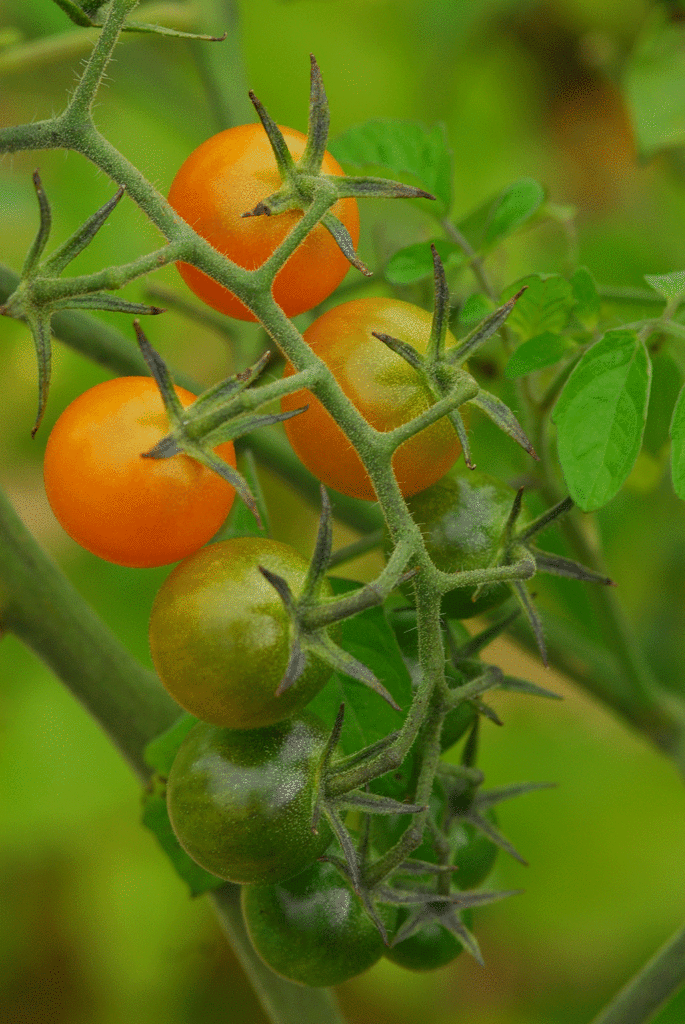 Gardeners, Start Your Tomatoes!