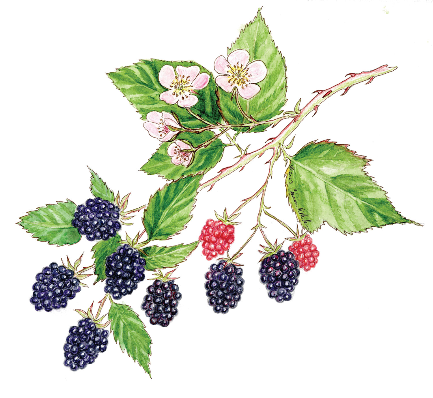 What’s In Season? Jujubes and Blackberries! Edible East Bay