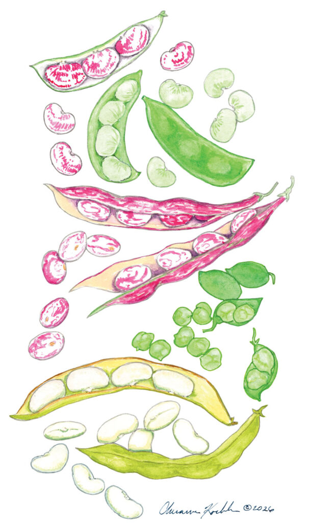 IN SEASON: Shell Beans & Asian Pears
